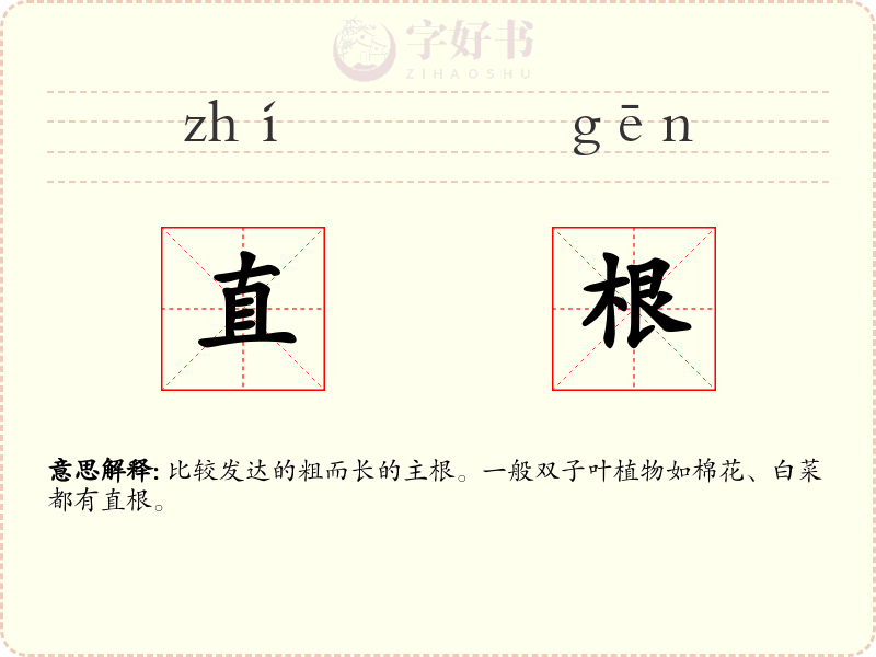 直根