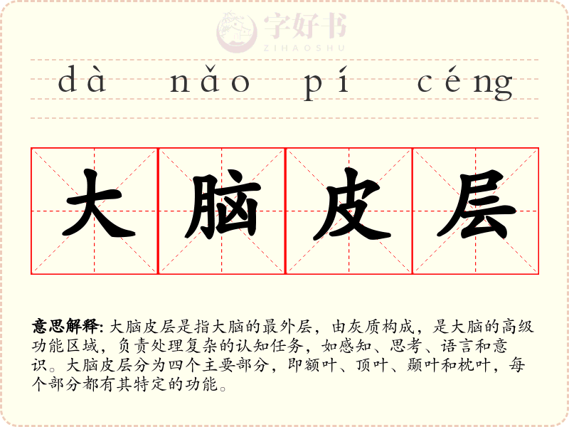 大脑皮层