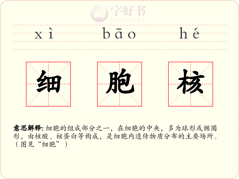 细胞核