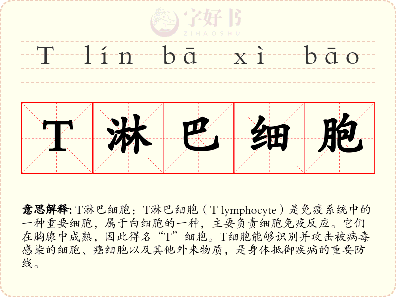 T淋巴细胞