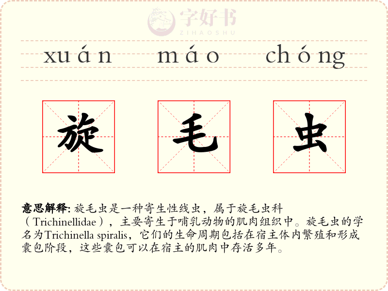 旋毛虫