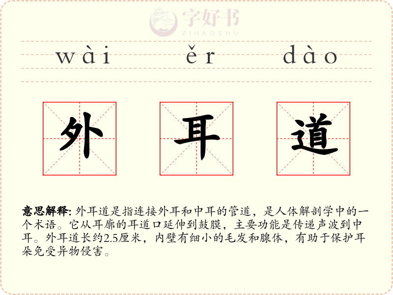 外耳道