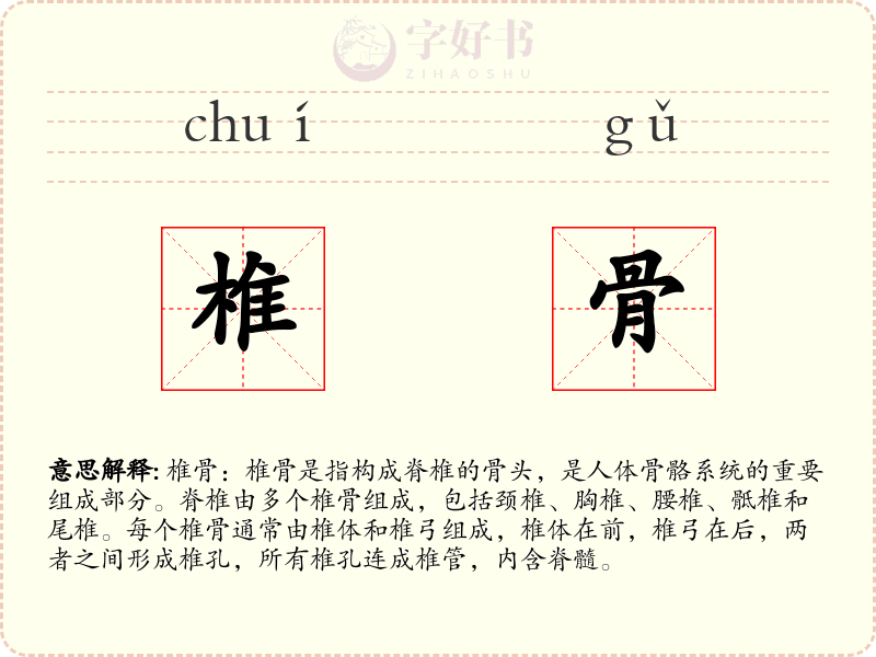 椎骨