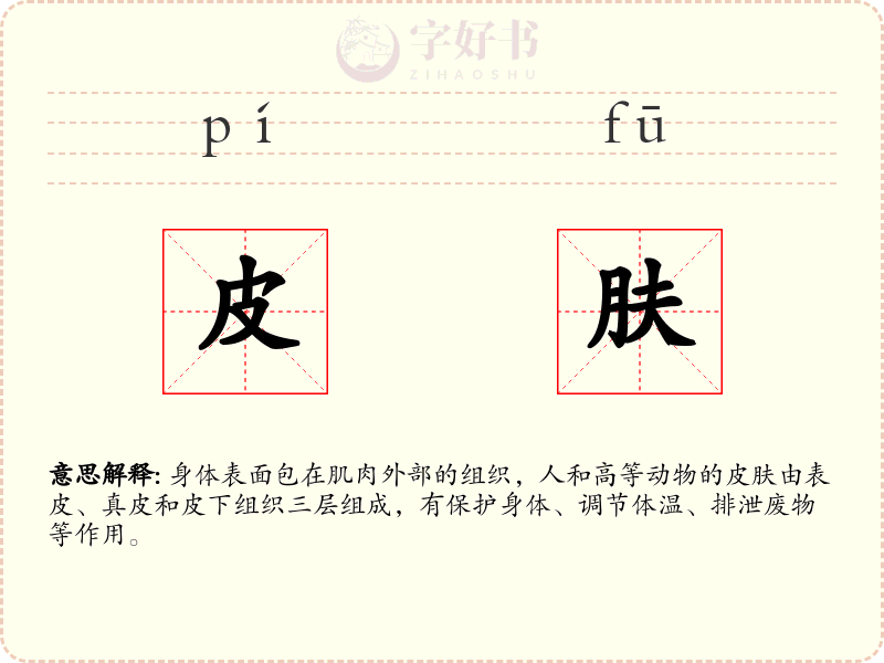 皮肤