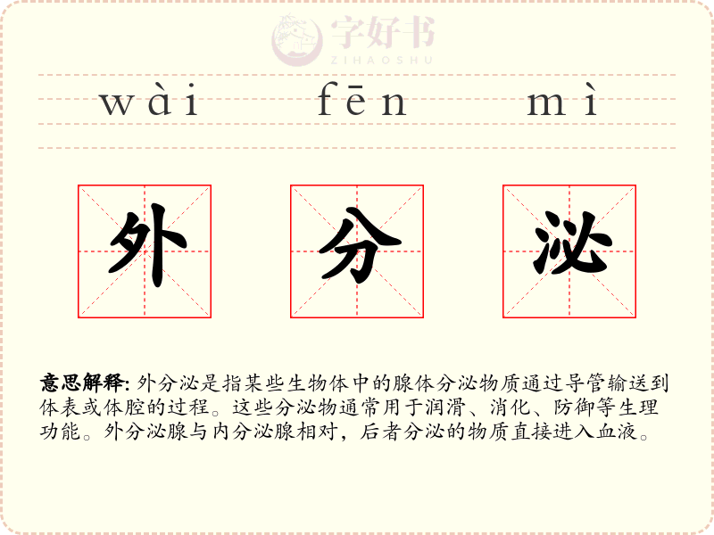 外分泌