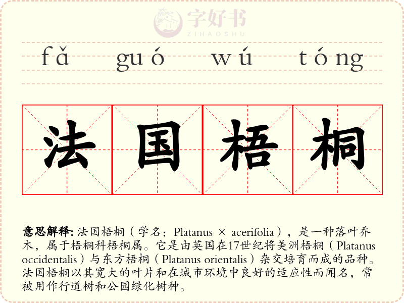 法国梧桐
