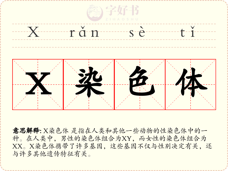 X染色体