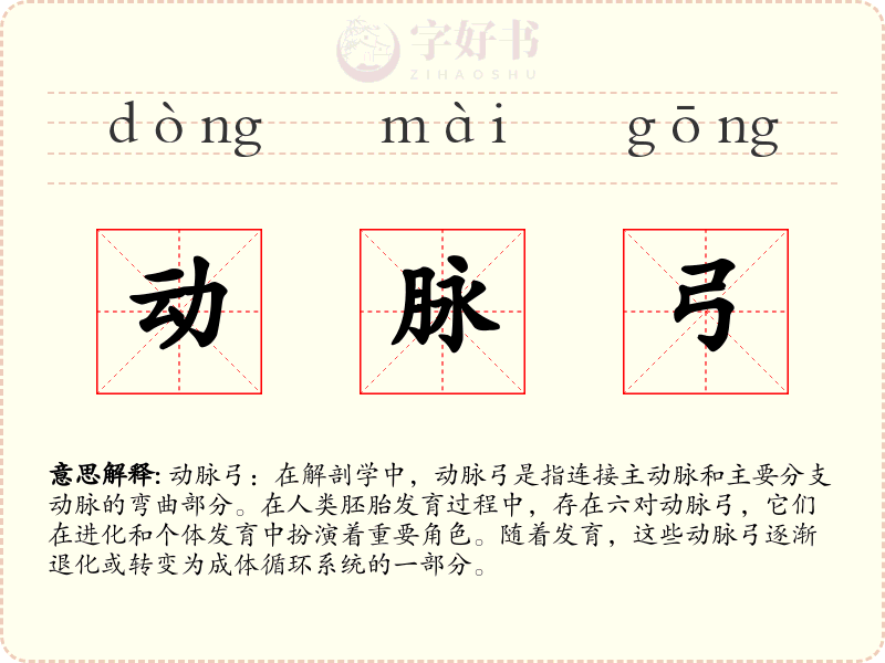 动脉弓