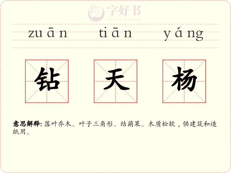 钻天杨