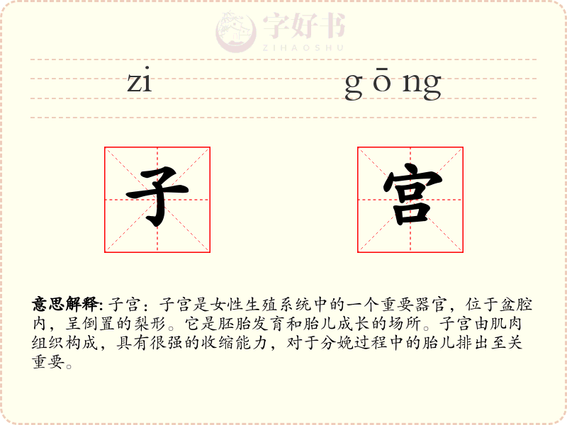 子宫