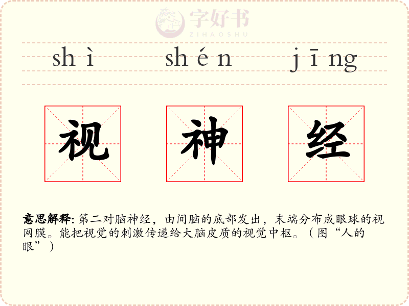 视神经