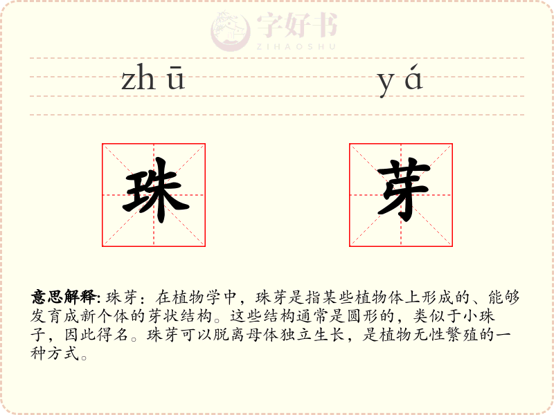 珠芽