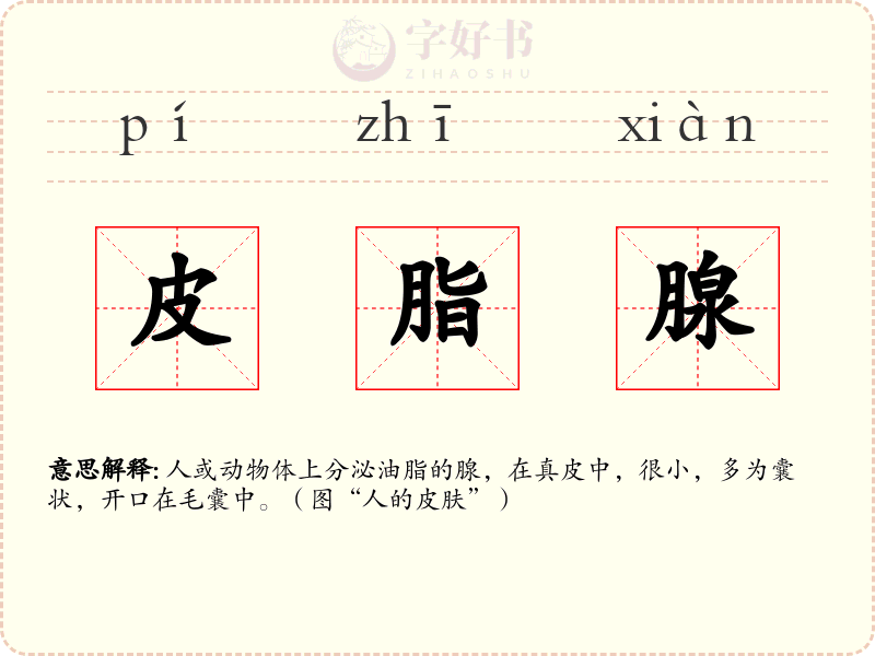 皮脂腺