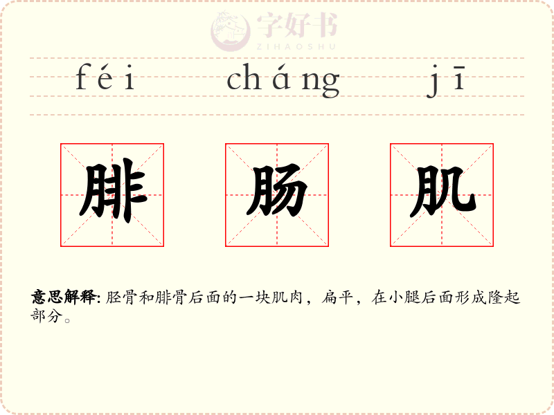 腓肠肌