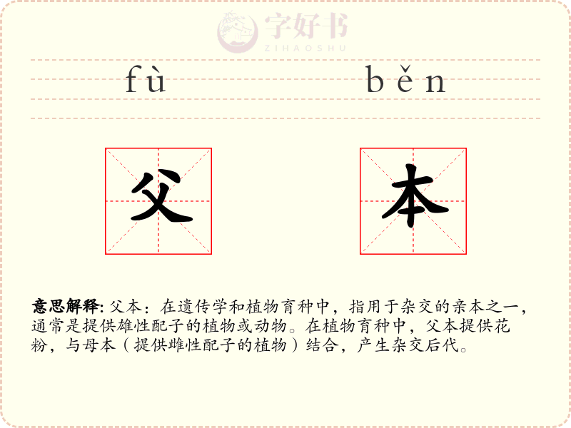 父本
