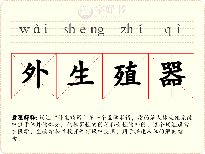 外生殖器