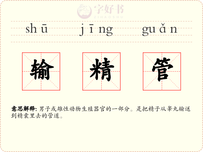 输精管