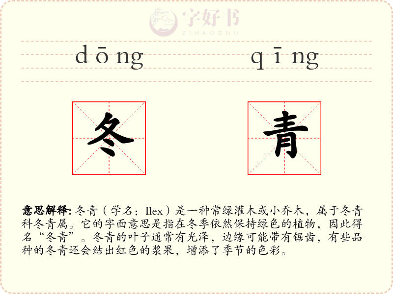 冬青