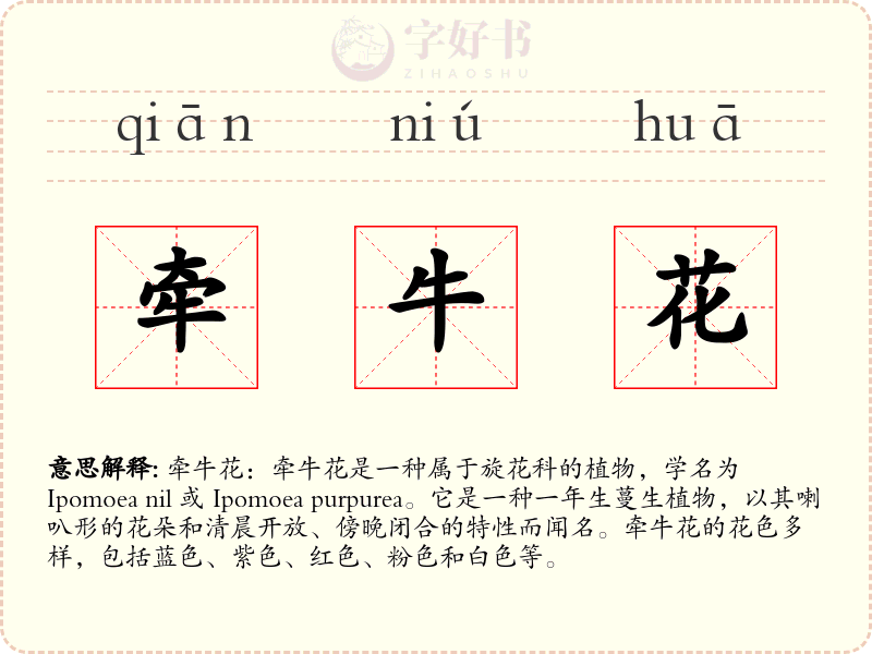 牵牛花