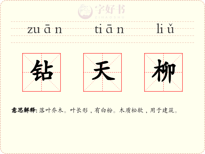 钻天柳