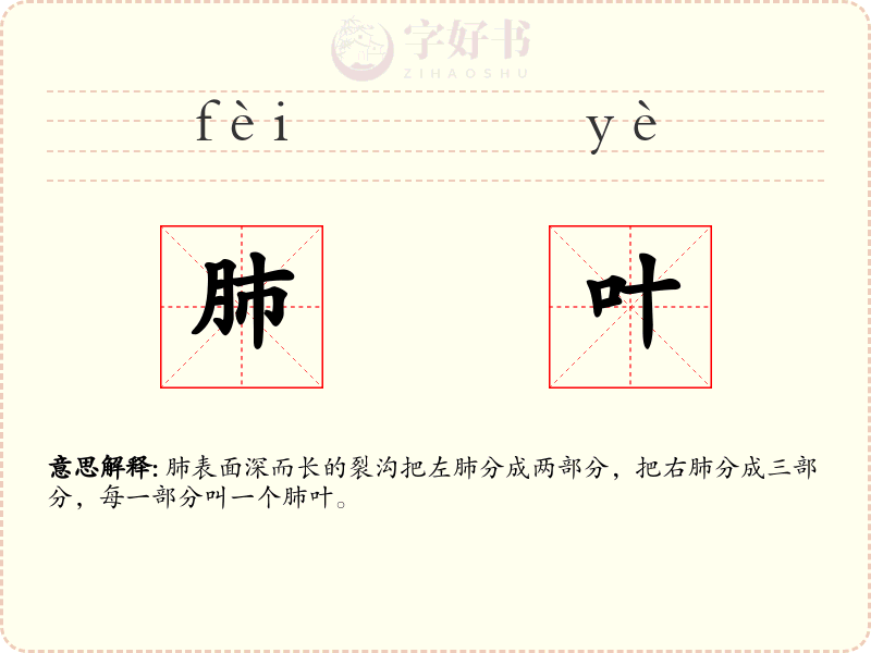 肺叶