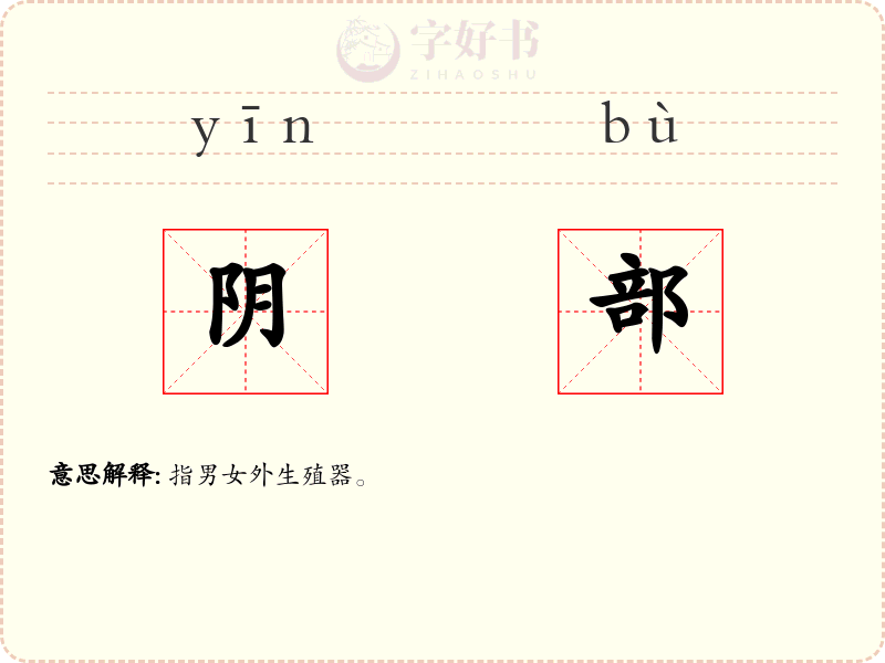 阴部