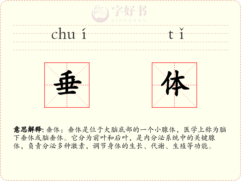 垂体