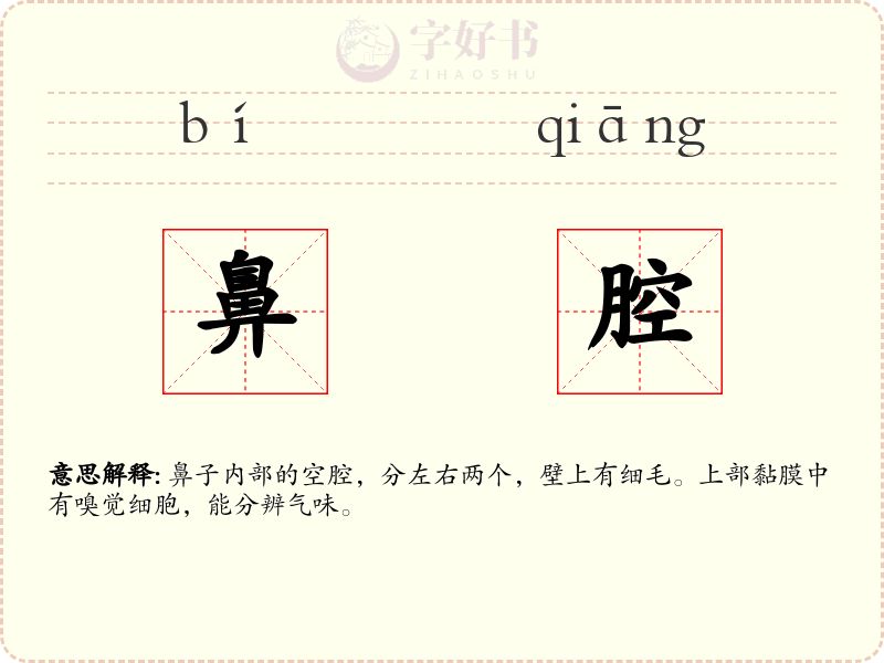 鼻腔