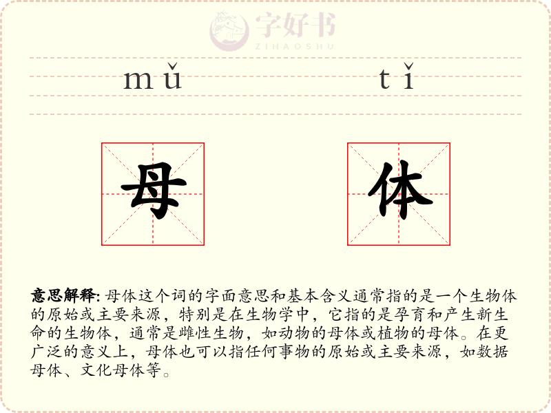 母体