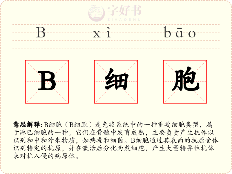 B细胞