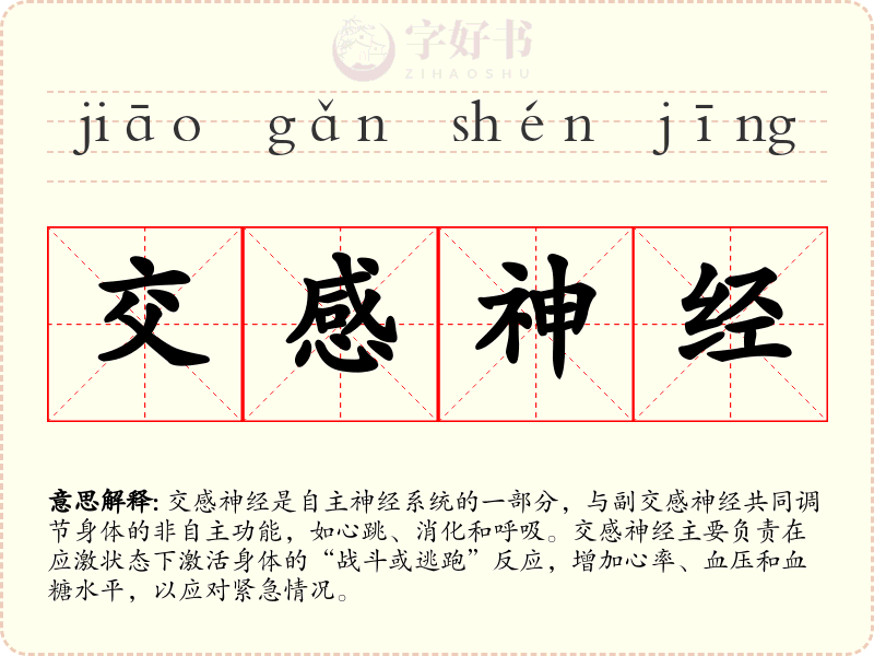 交感神经
