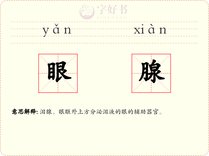 眼腺