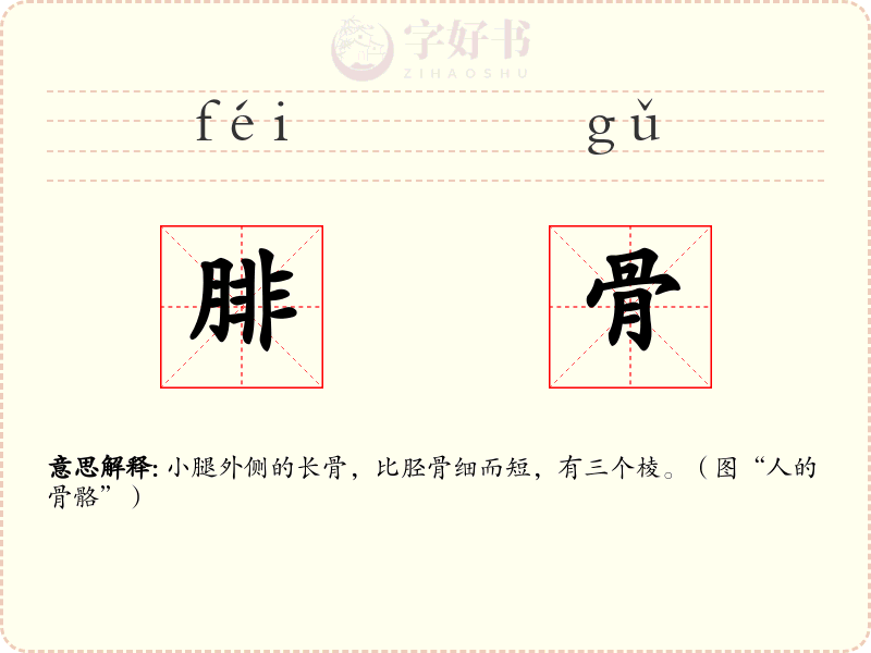 腓骨