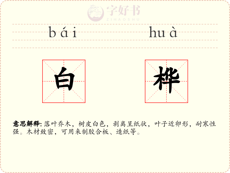 白桦