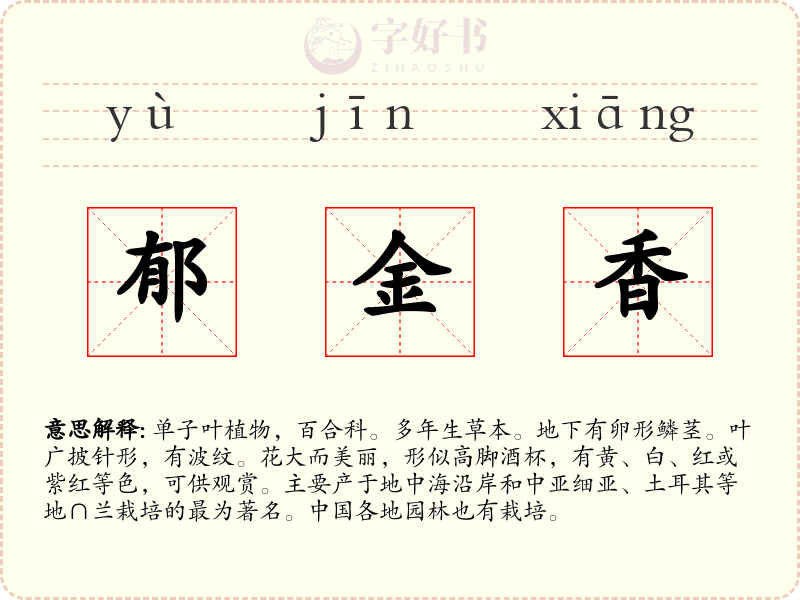 郁金香