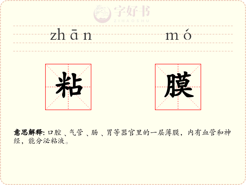 粘膜