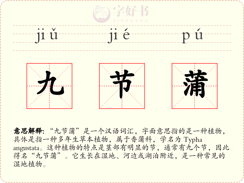 九节蒲