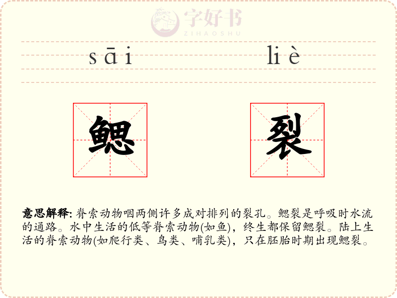 鳃裂