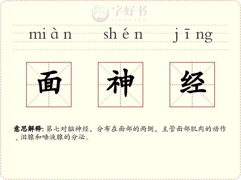 面神经