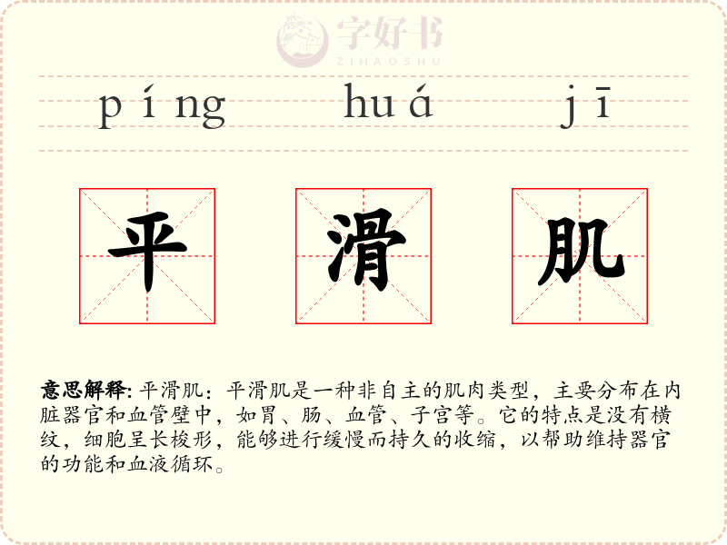 平滑肌