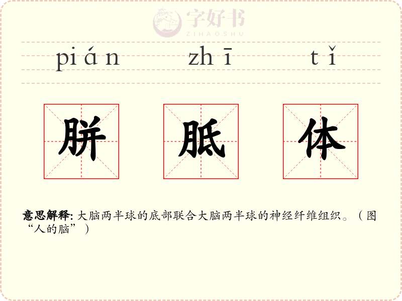 胼胝体
