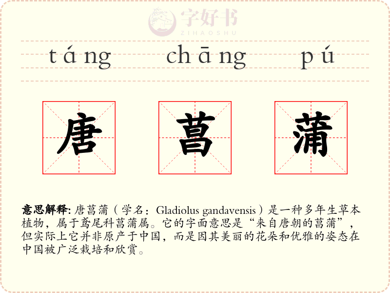 唐菖蒲