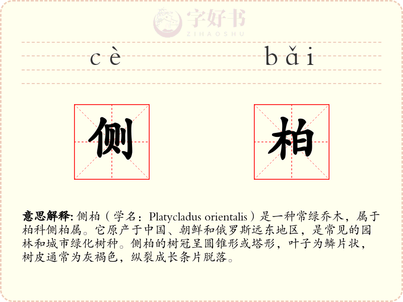 侧柏