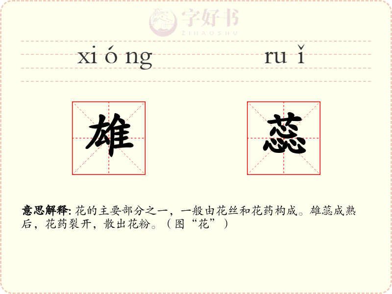 雄蕊