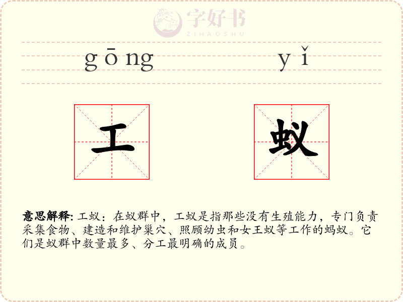 工蚁