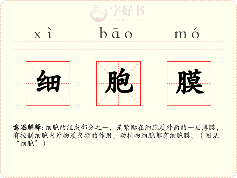 细胞膜