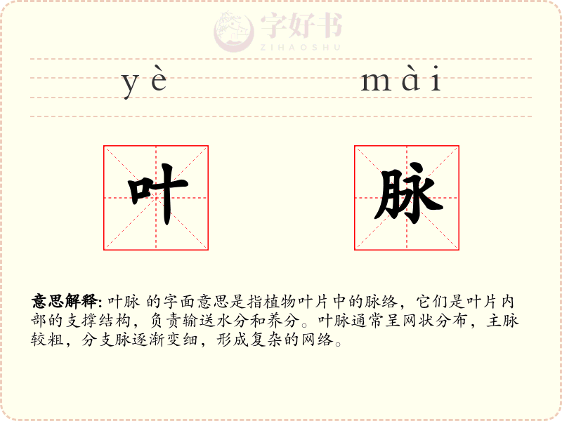 叶脉