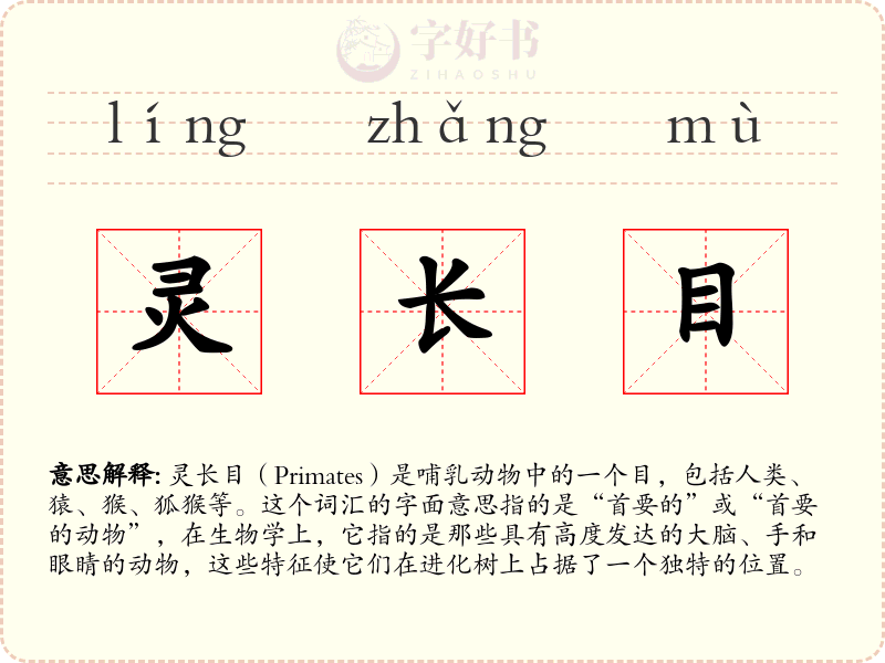 灵长目