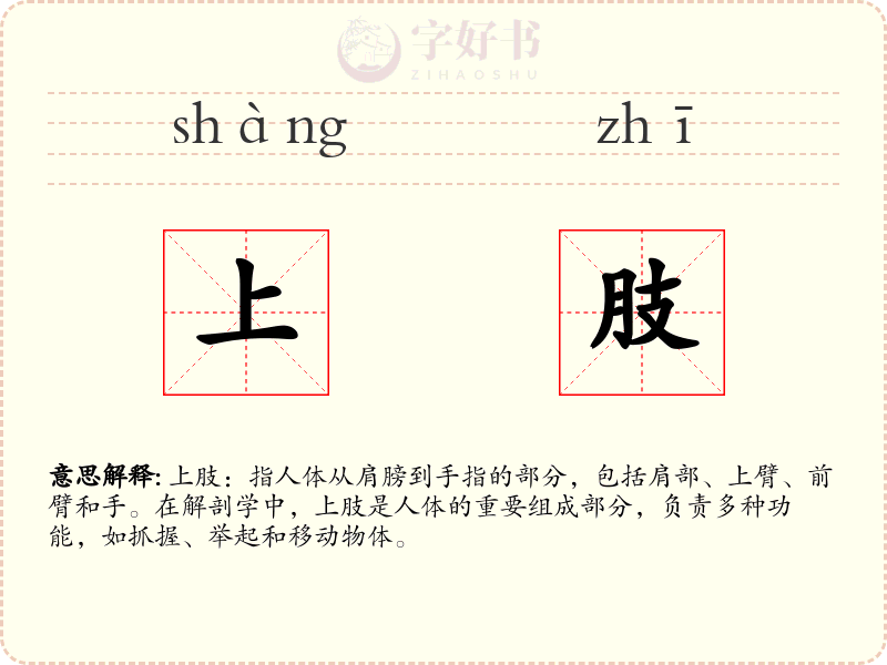 上肢