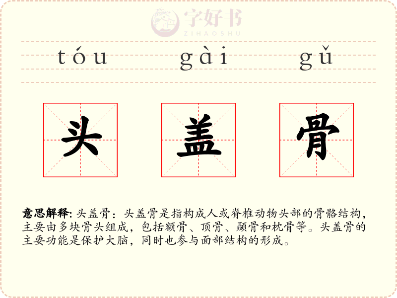 头盖骨